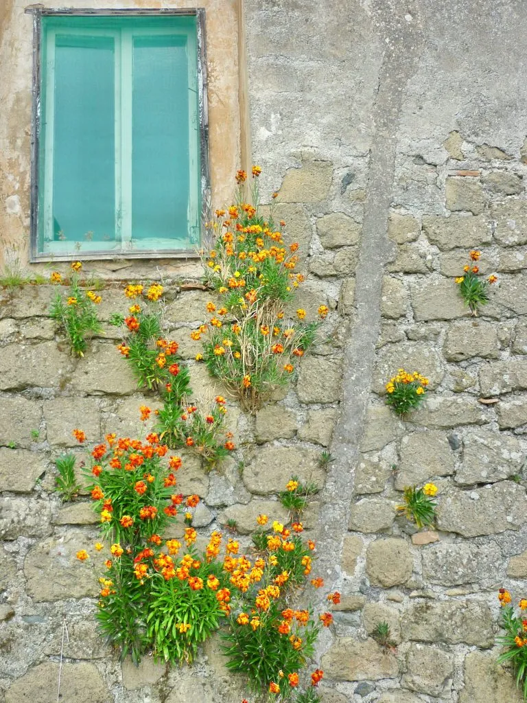 Flowers growing in cracks | Trauma counseling | Greenville, SC